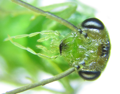 Euura glutinosae
