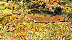 Gymnodactylus darwinii