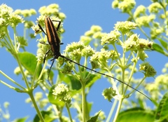 Sphaenothecus trilineatus