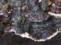 Datronia brunneoleuca