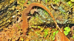 Gymnodactylus darwinii
