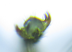 Euura glutinosae