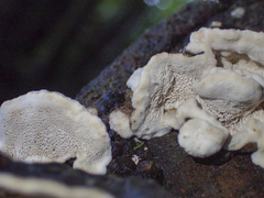 Datronia brunneoleuca