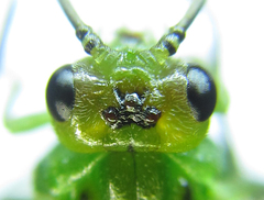 Euura glutinosae