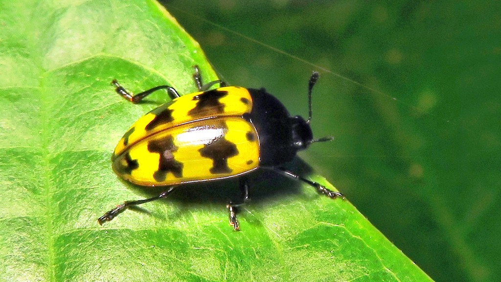 Iphiclus ventralis