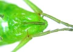 Euura glutinosae