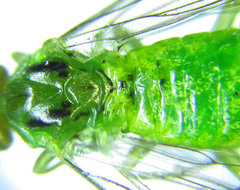 Euura glutinosae