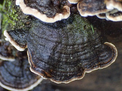 Datronia brunneoleuca