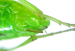 Euura glutinosae