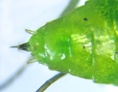 Euura glutinosae