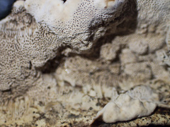 Datronia brunneoleuca