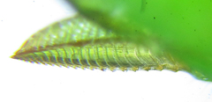 Euura glutinosae