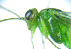 Euura glutinosae