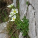 Ranunculus alpestris traunfellneri - Photo (c) Alenka Mihoric, some rights reserved (CC BY-NC), uploaded by Alenka Mihoric