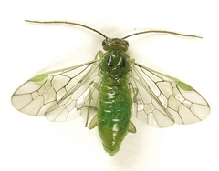 Euura glutinosae