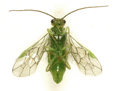 Euura glutinosae