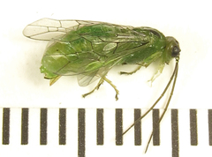 Euura glutinosae