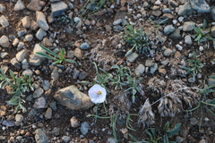 Convolvulus ammannii