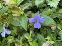 Barleria gueinzii