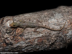 Cnemaspis scalpensis