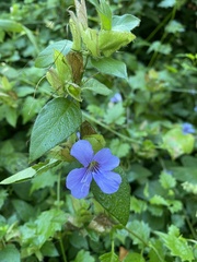 Barleria gueinzii