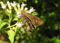 Eudaminae