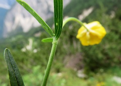 Ranunculus carinthiacus