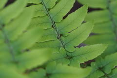 Dryopteris lacera