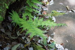 Dryopteris lacera