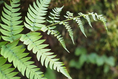 Dryopteris lacera