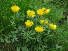 Ranunculus carinthiacus