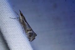 Hednota longipalpella