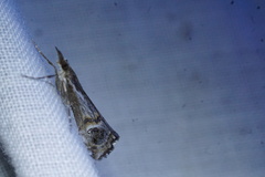 Hednota longipalpella