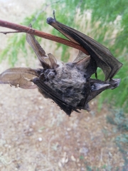 Idionycteris phyllotis