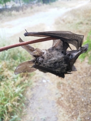 Idionycteris phyllotis