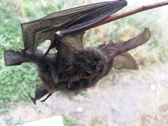 Idionycteris phyllotis