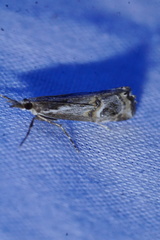 Hednota longipalpella