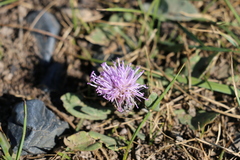 Saussurea salicifolia