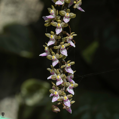 Diplocentrum congestum