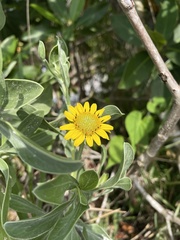 Borrichia frutescens image