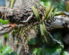 Diplocentrum congestum