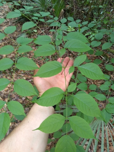 Aralia spinosa image
