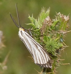 Ctenucha vittigera