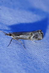 Hednota longipalpella