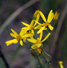 Senecio nemorensis