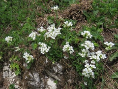 Arabis vochinensis