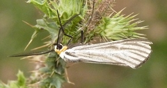 Ctenucha vittigera