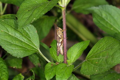 Xenocatantops brachycerus