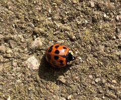Harmonia axyridis