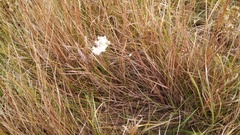 Anemone cylindrica